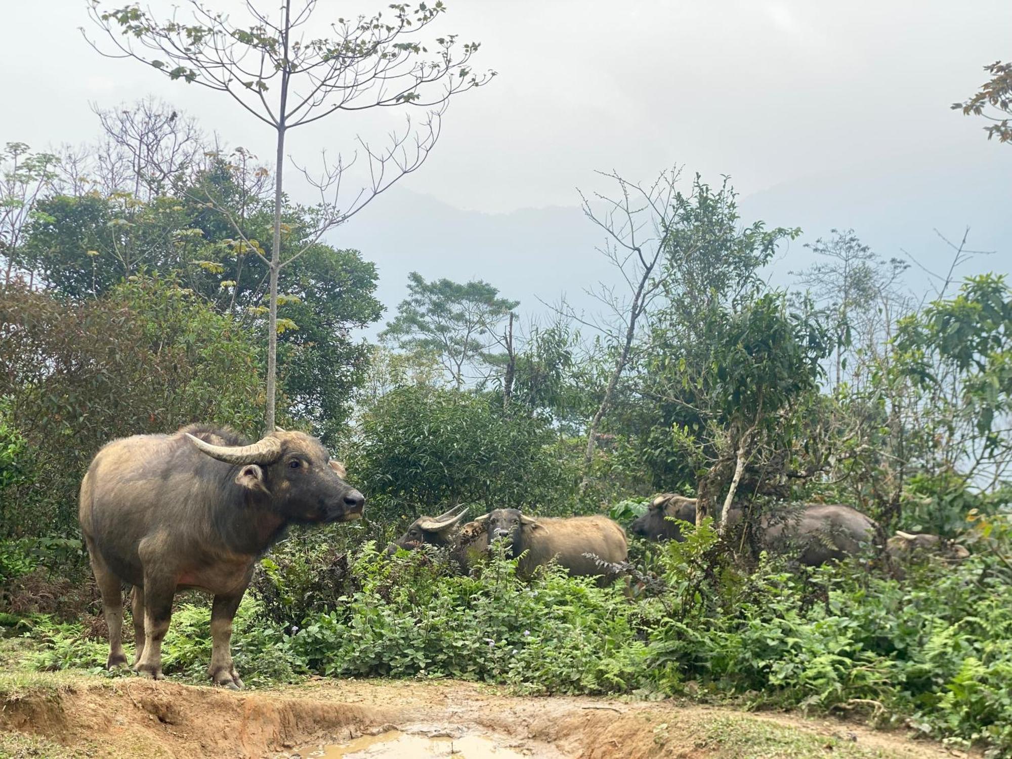 Bikki'S Jungle Homestay Ha Giang Exteriér fotografie