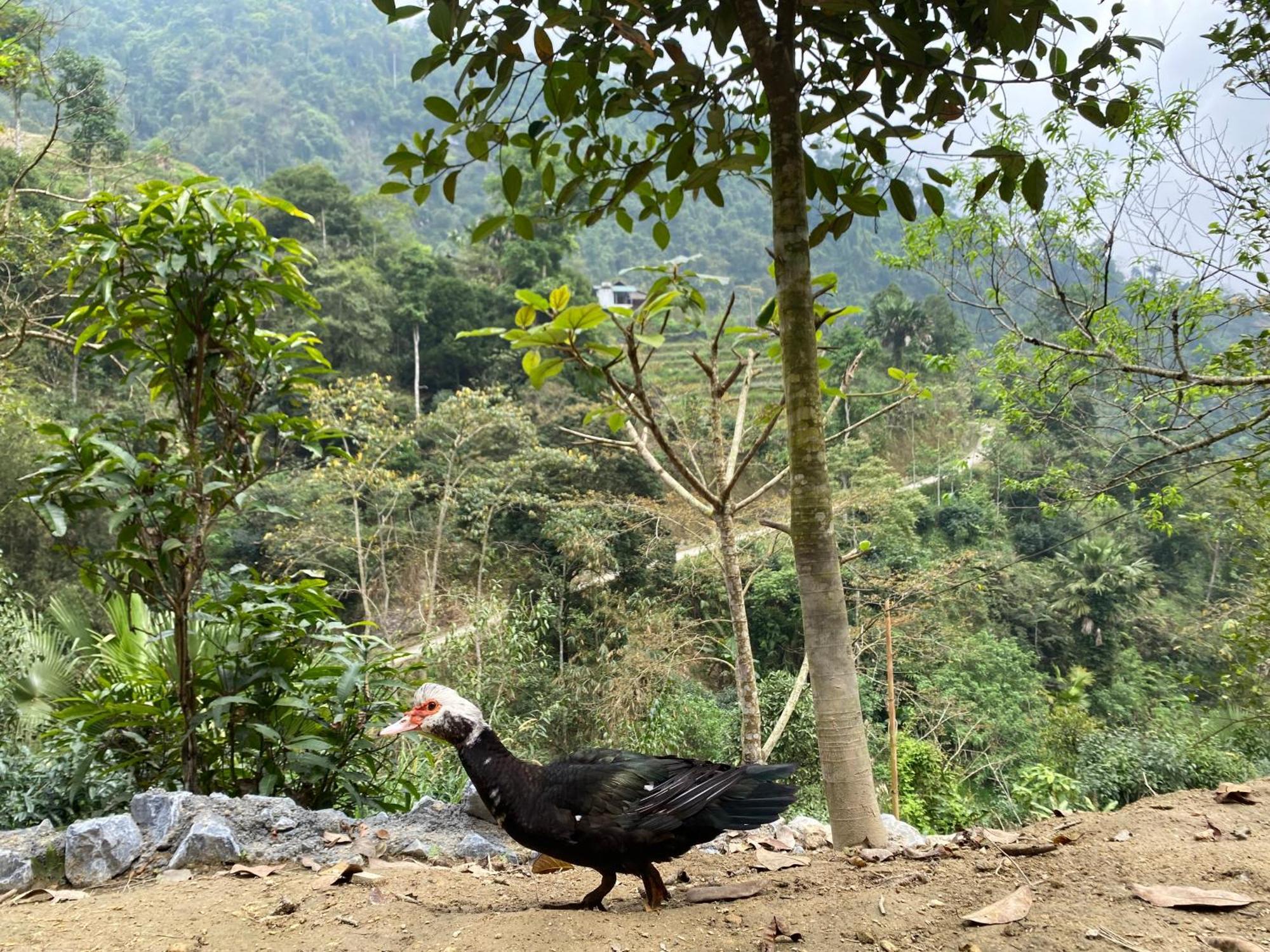Bikki'S Jungle Homestay Ha Giang Exteriér fotografie