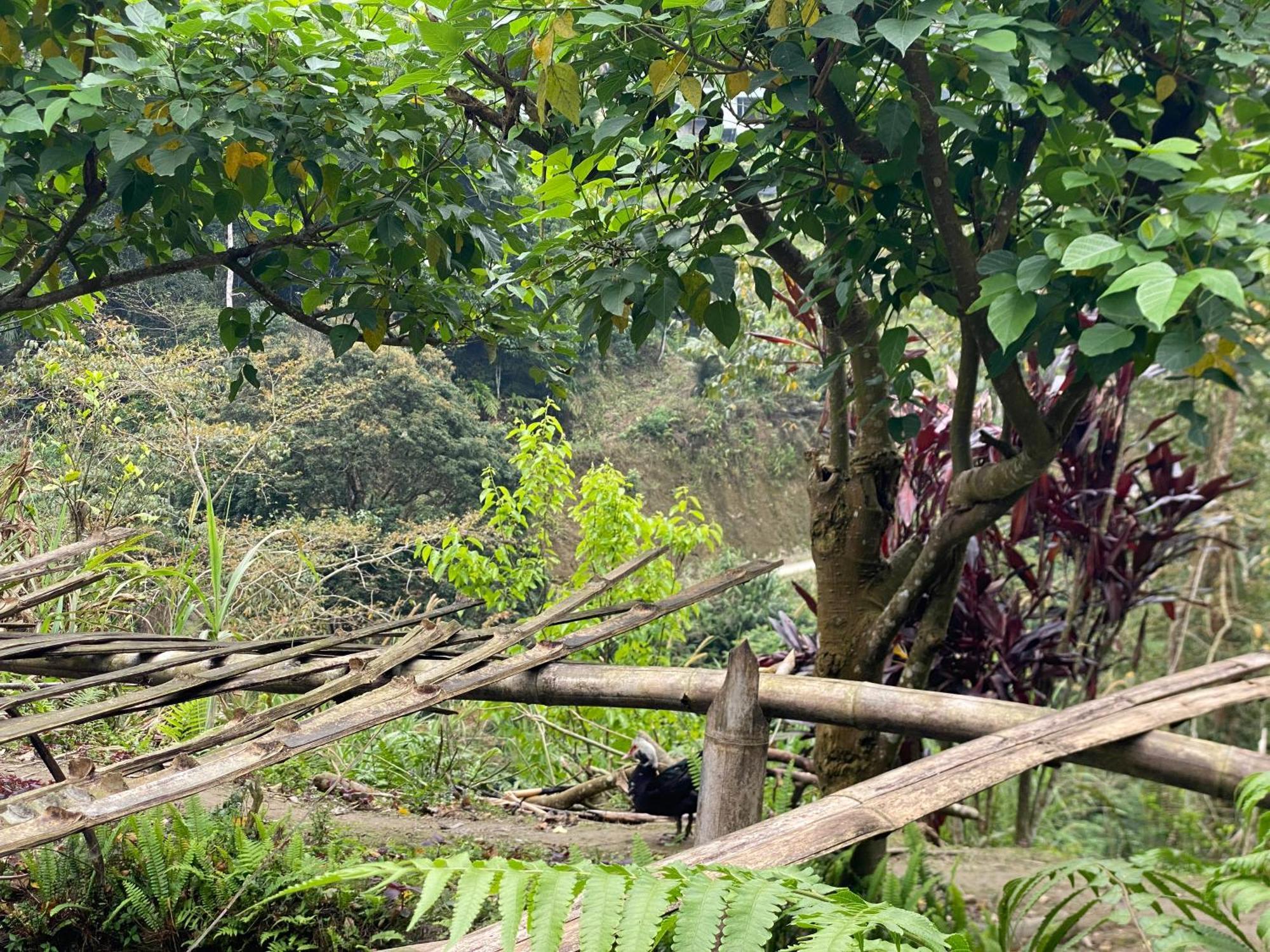 Bikki'S Jungle Homestay Ha Giang Exteriér fotografie